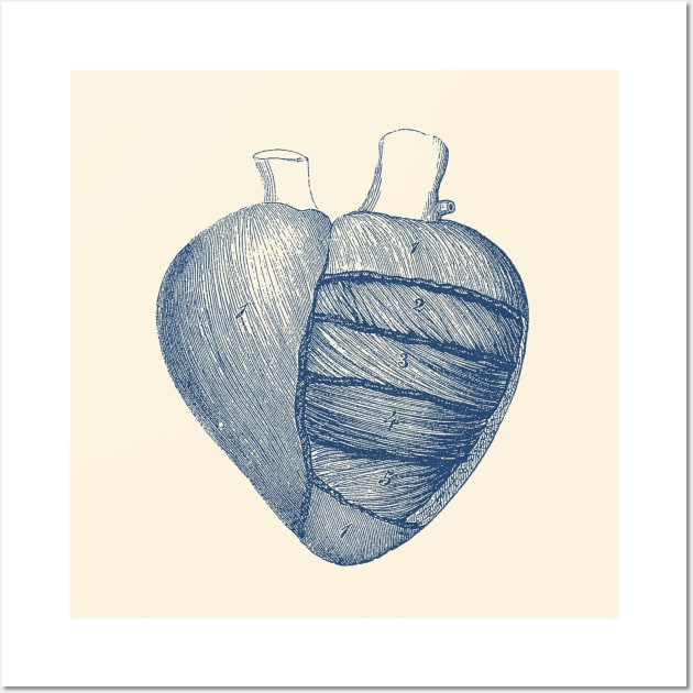 Heart Diagram - Vintage Anatomy Wall Art by Vintage Anatomy Prints